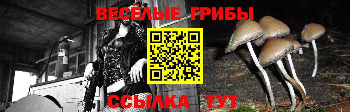 Псилоцибиновые грибы мицелий Ирбит
